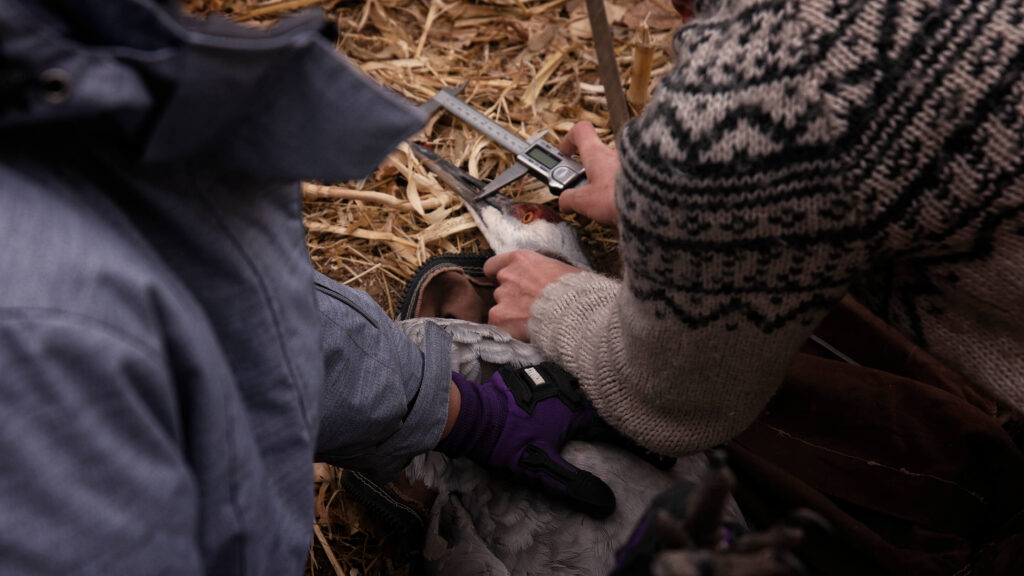 Two conservation professionals measure a bird's beak.