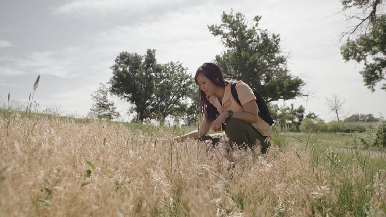 Hiker looking at cheatgrass