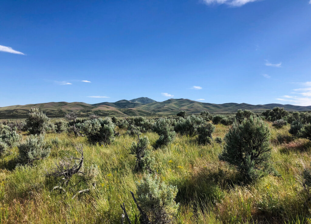 Sagebrush steppe