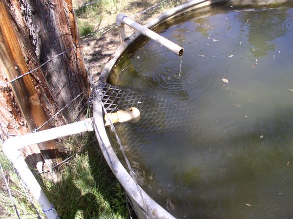 Two water pipes and a wire ramp in a stock tank.