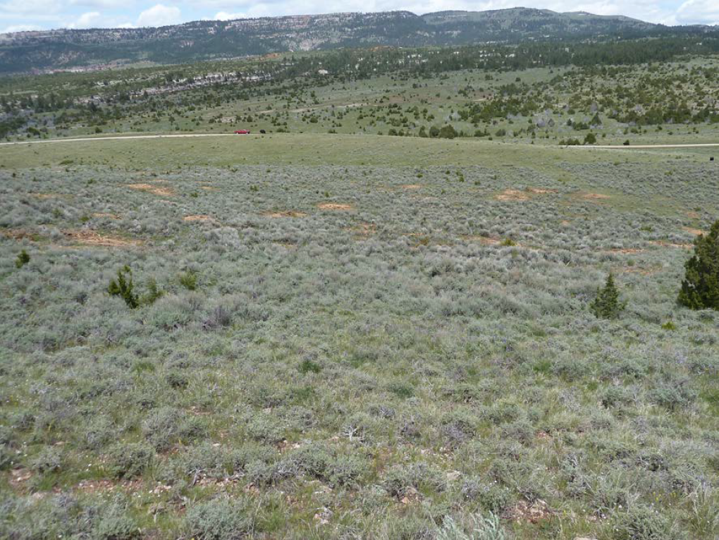 Post treatment: Juniper removal is one step of sagebrush restoration projects. Juniper is aggressive at re-sprouting and the site will need maintenance to prevent it from taking over again.