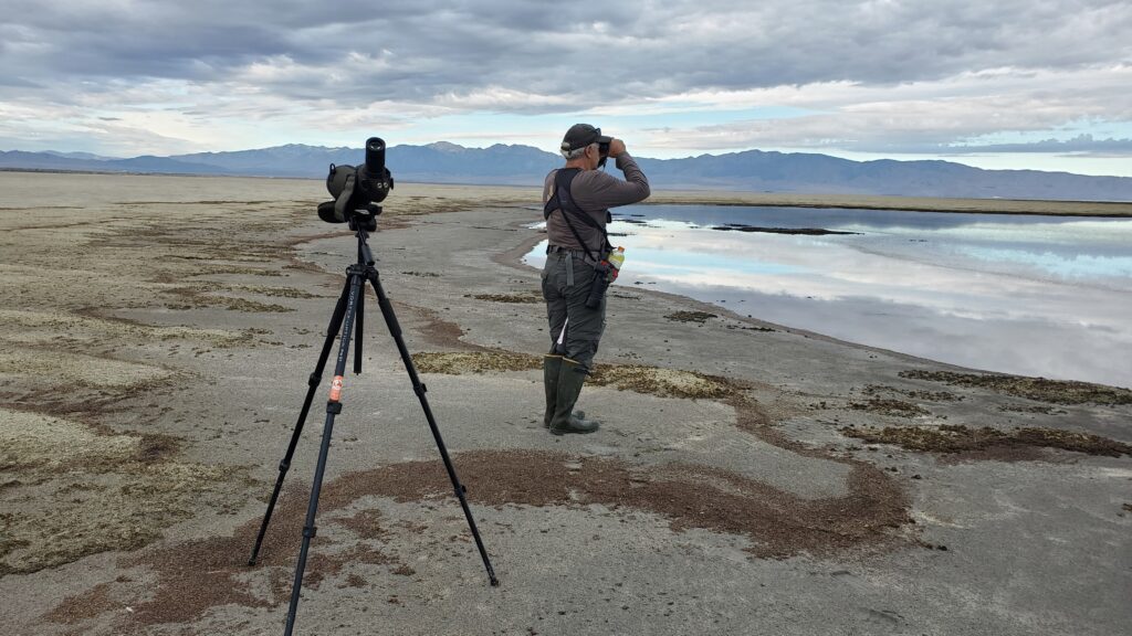 A man surveys a saline lake for shorebirds.