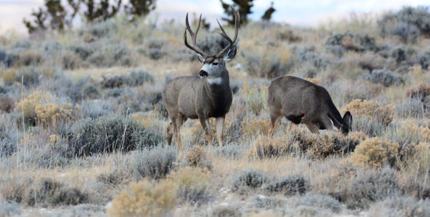 Mule deer in sagebrush