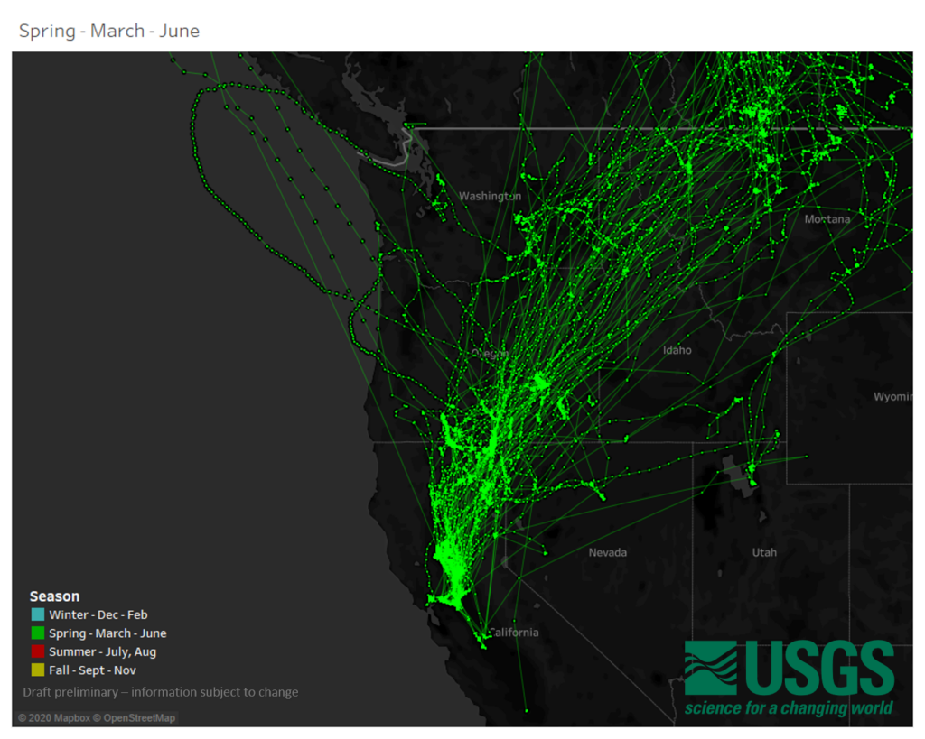 A dark background map of the western U.S. shows green highlighted dots and lines illustrating spring migratory pathways of Northern pintail ducks. California's Central Valley and the SONEC region are brightly illuminated.