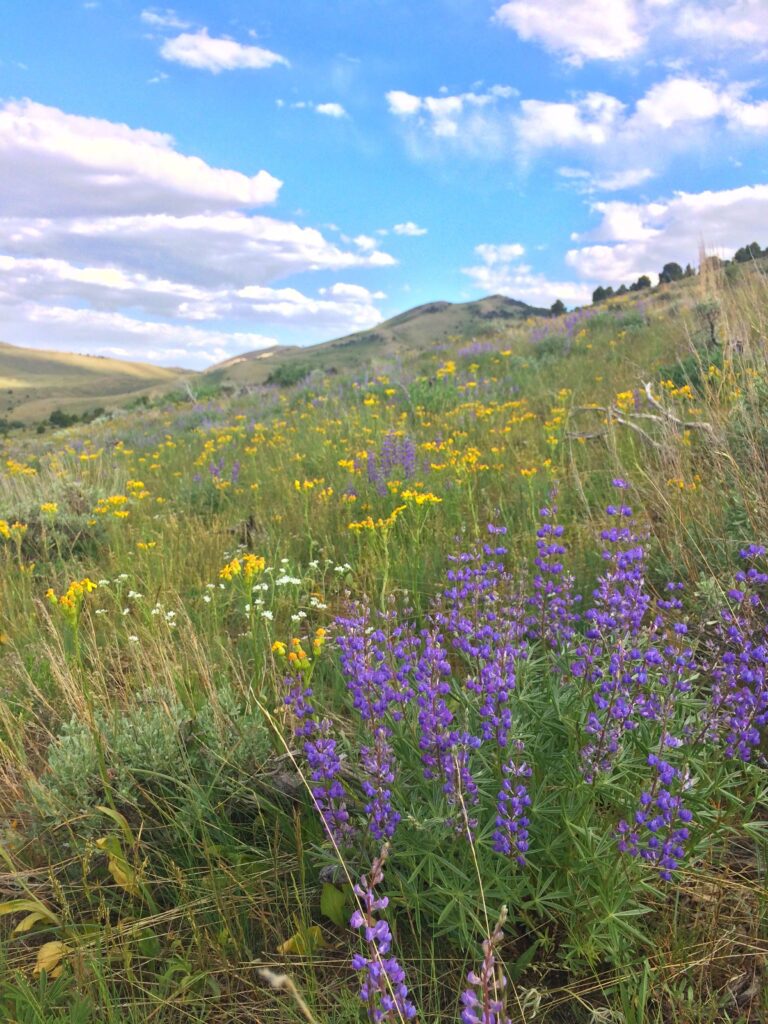 wildflower