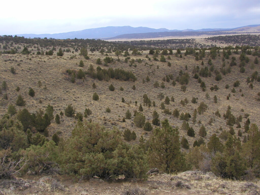 Landscape before conifer removal.