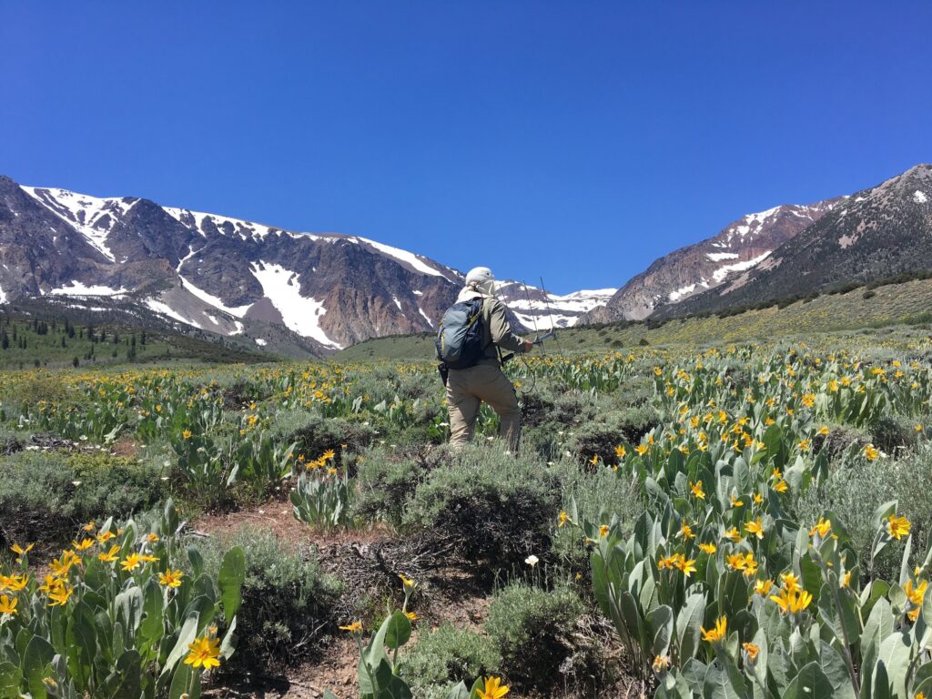 Spring in the high Sierra