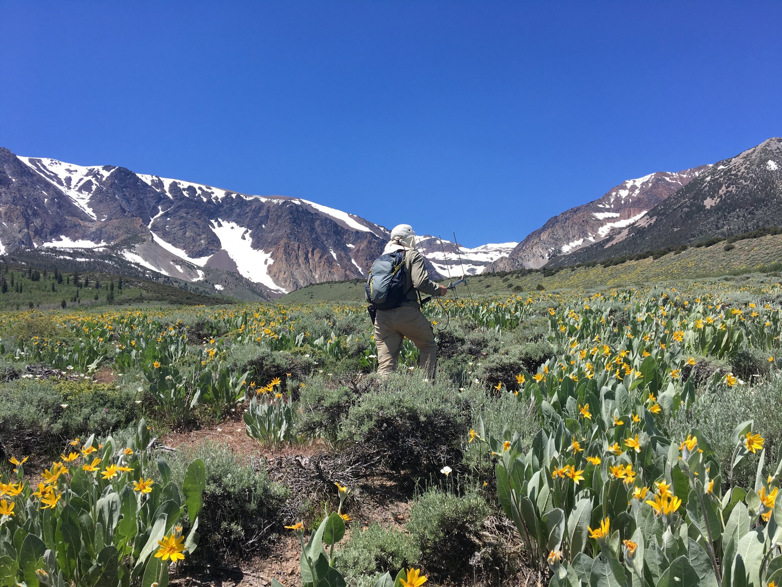 Spring in the high Sierra