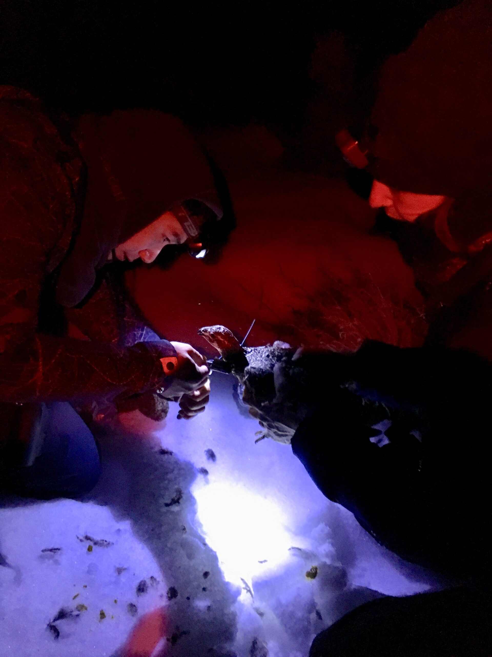 Each spring and fall, USGS technicians conduct intensive on-the-ground monitoring to collect information needed to inform the IPM. USGS wildlife biologist Rebecca Kelble and her crew members wander through the night, spotlights in hand, to locate an…