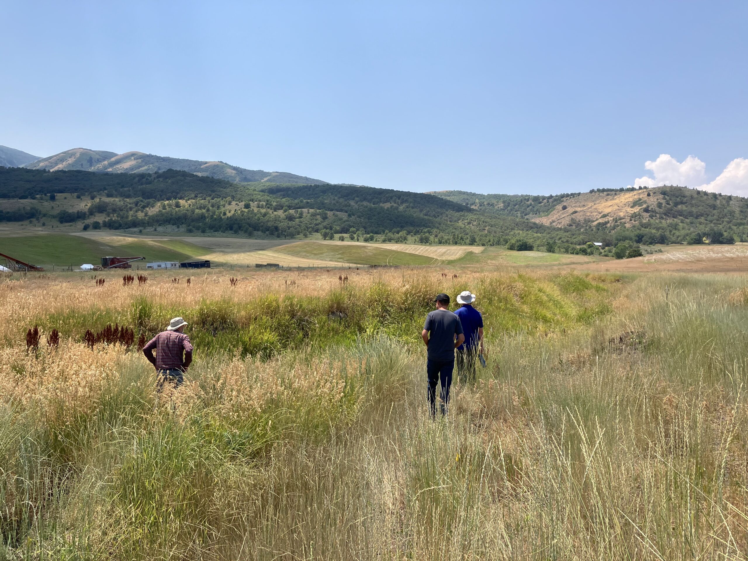 Three men stand in tall grass in a ditch extending down from the mountains.