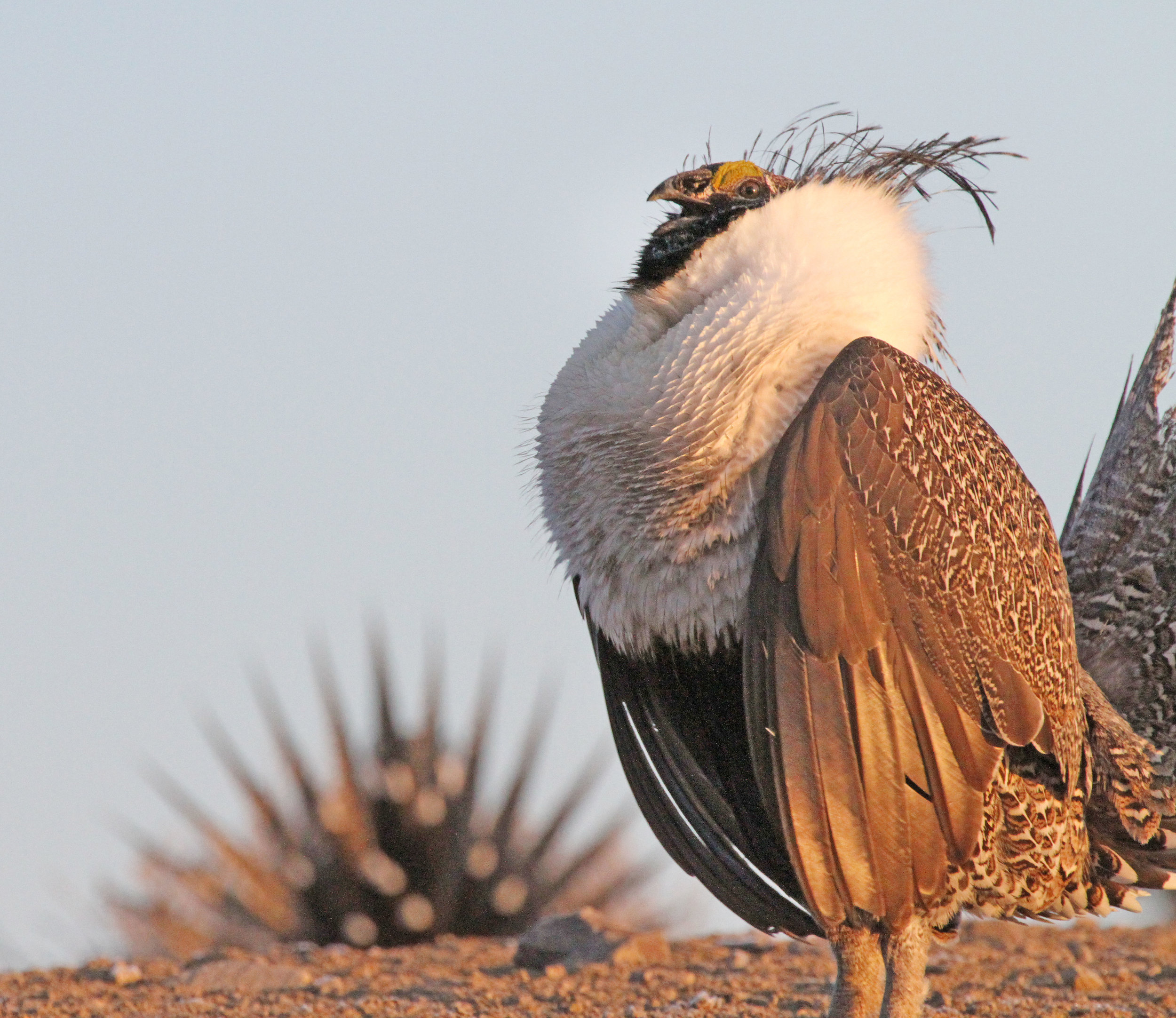 UT_Sage Grouse gulping air by Scott Root.jpg
