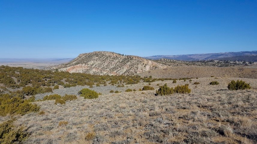 Wyoming conifer management