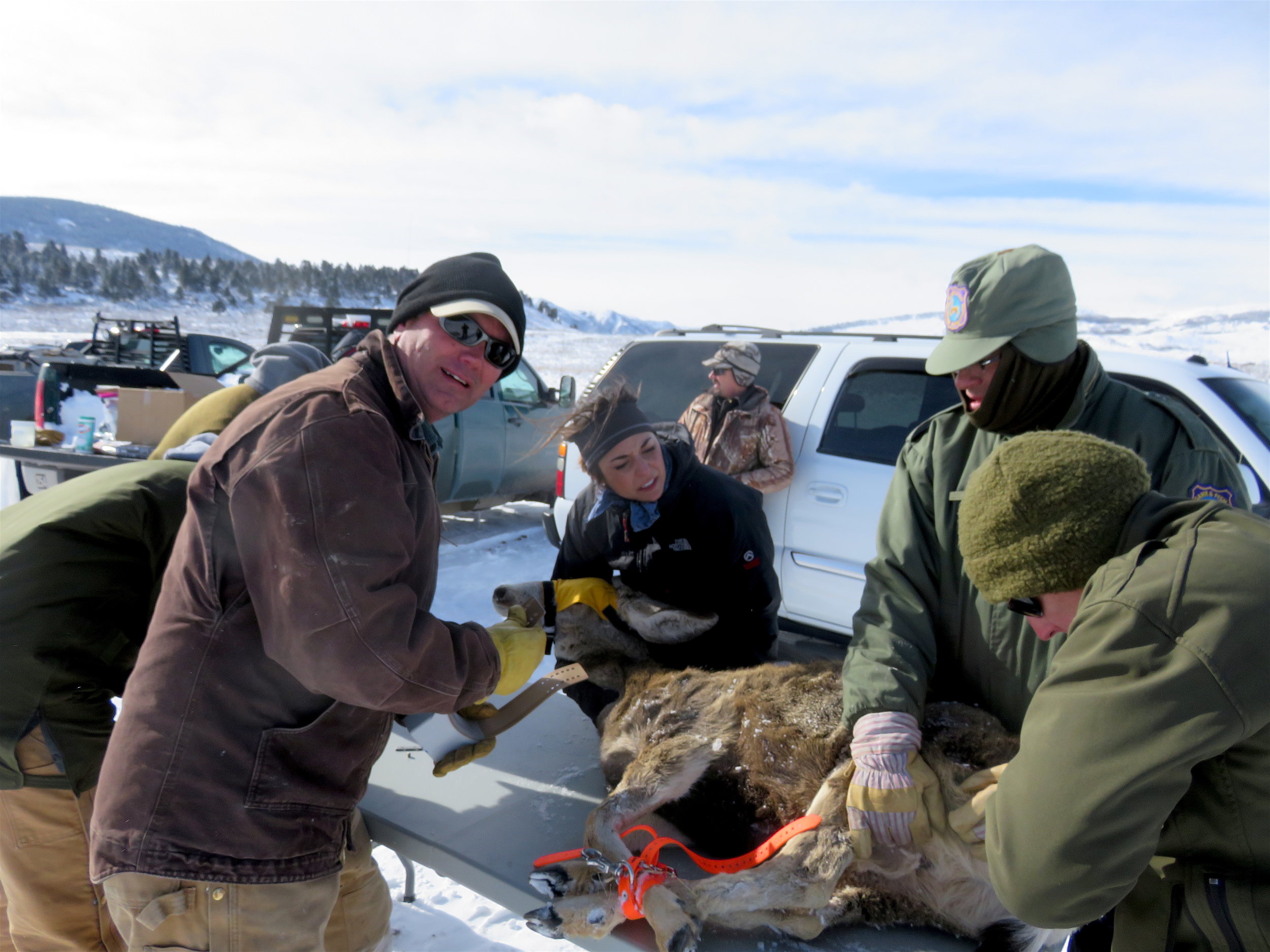 Jim Wright, BLM wildlife biologist, collars a mule deer as part of a study with the Wyoming Game and Fish Department in the same area as this project.