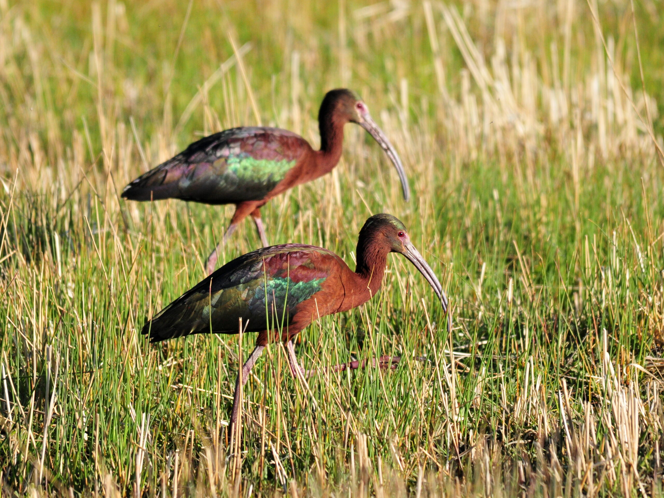 Intermountain Insights: White-Faced Ibis and Water in the West