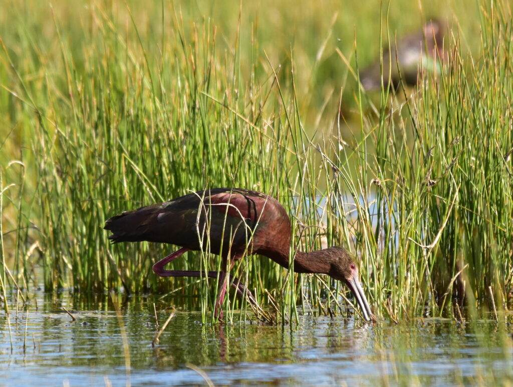 A wading white-faced ibis forages for food in a wetland.