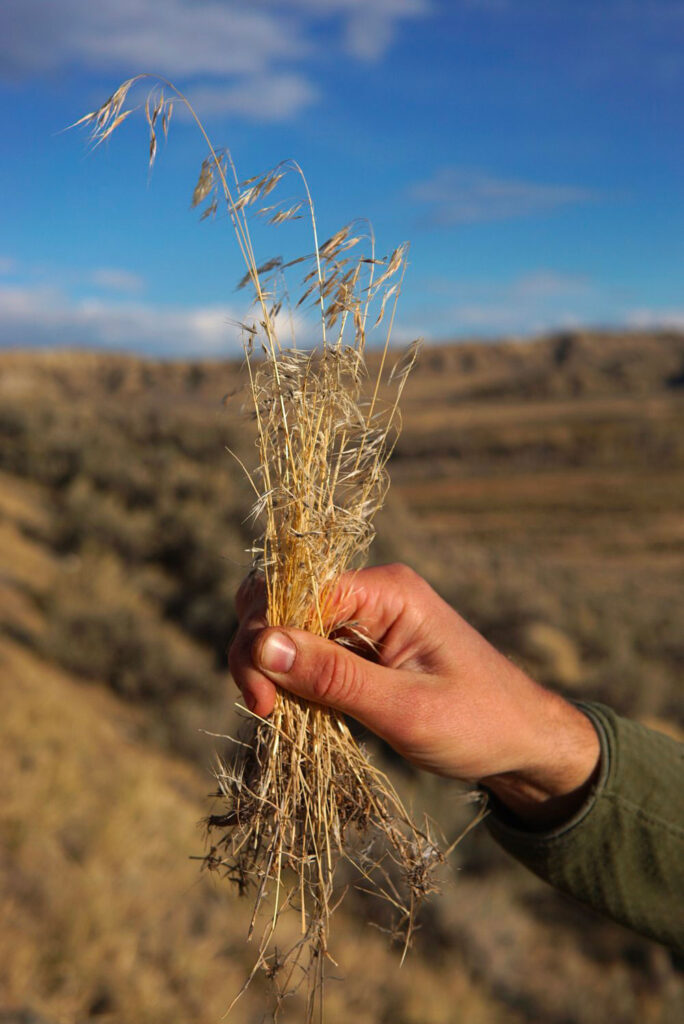 A hand holds cheatgrass, an invasive annual grass.