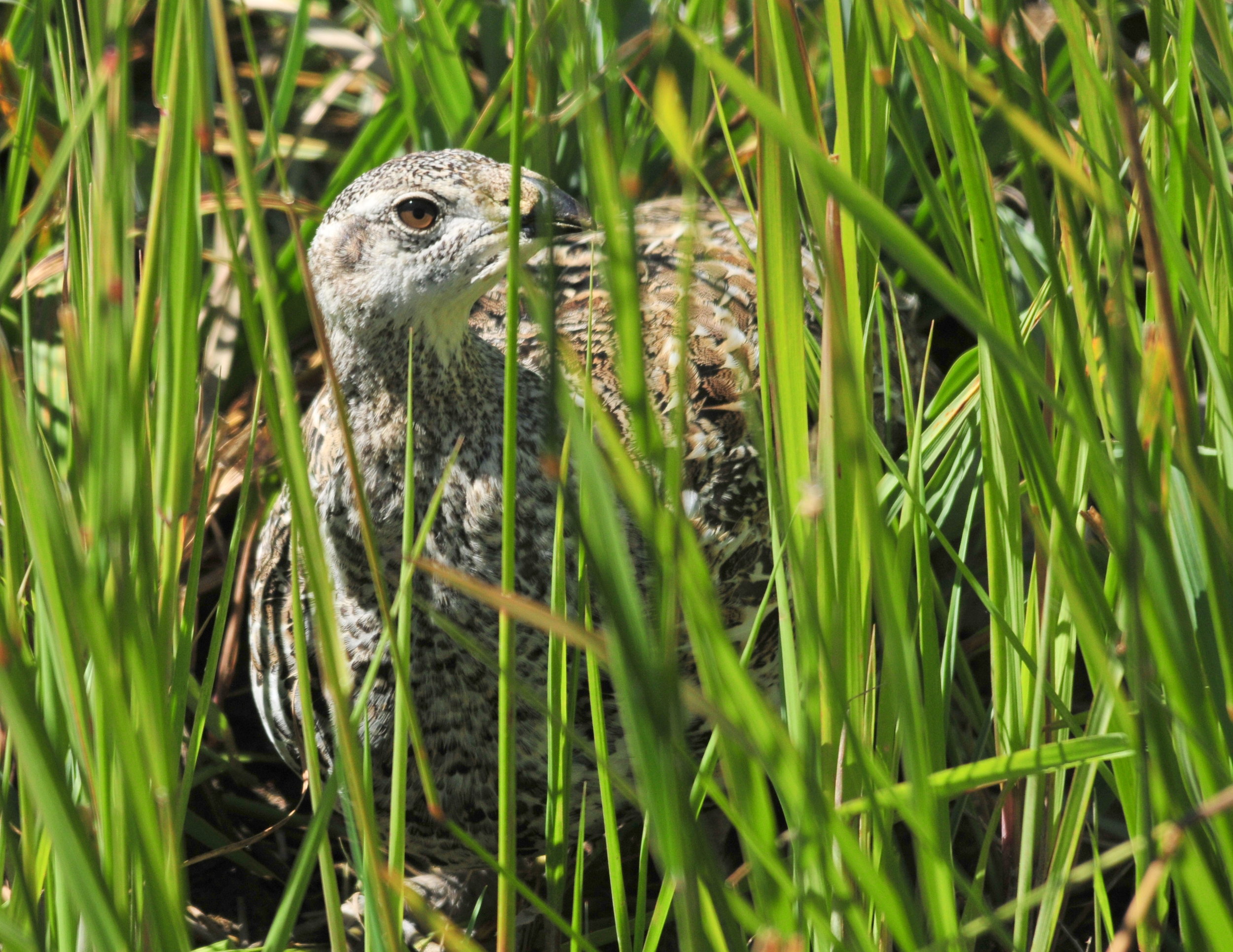 The availability of these mesic wet habitats, specifically the forbs and insects they support, impact wildlife like the iconic sage grouse. Restoring them will provide sage grouse with additional chick-rearing habitat, while helping other wildlife a…