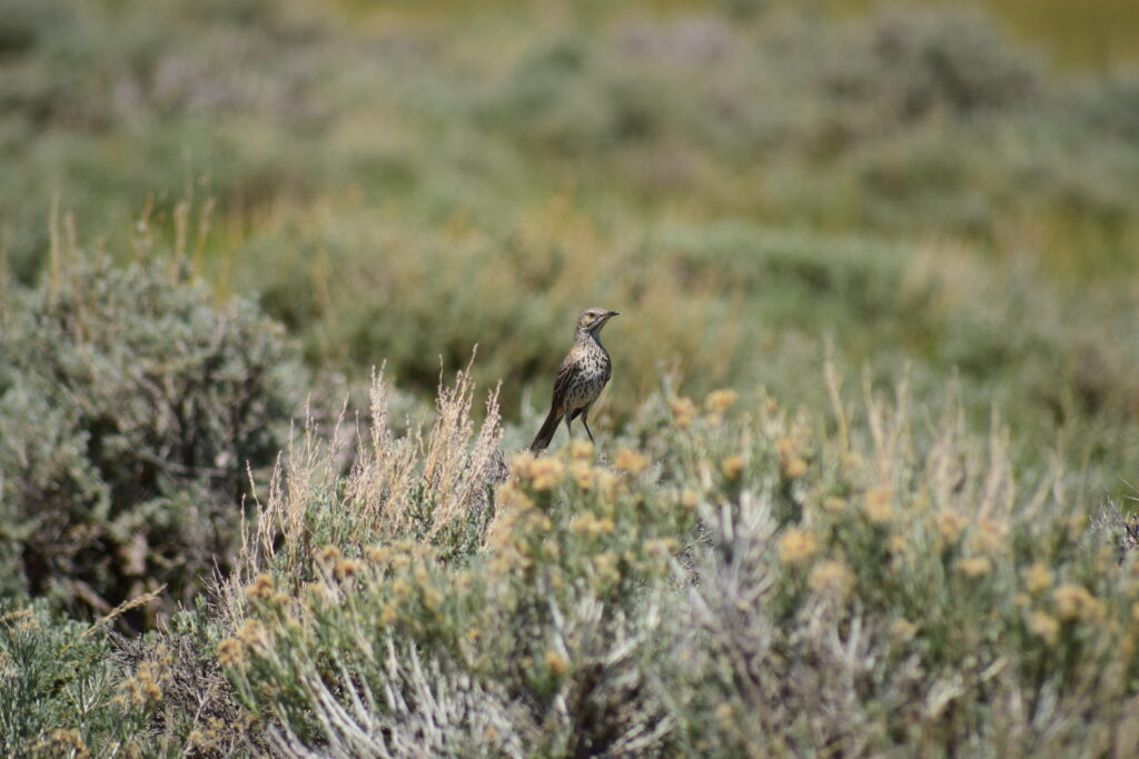 Sage Thrasher on a sagebrush