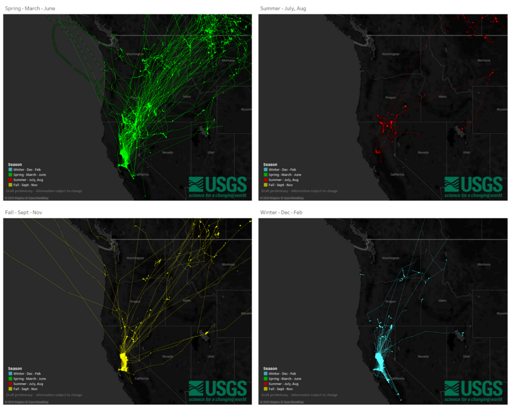 Four maps with dark backgrounds show the spring, summer, fall and winter migratory pathways of Northern pintails.