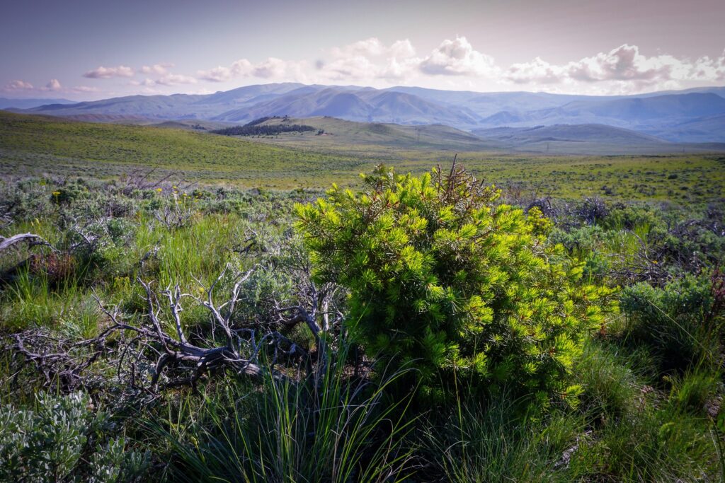 A young conifer tree overshadows a sagebrush skeleton in a Montana landscape