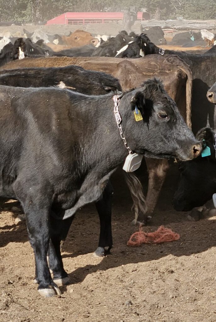 Cow wearing a v-collar
