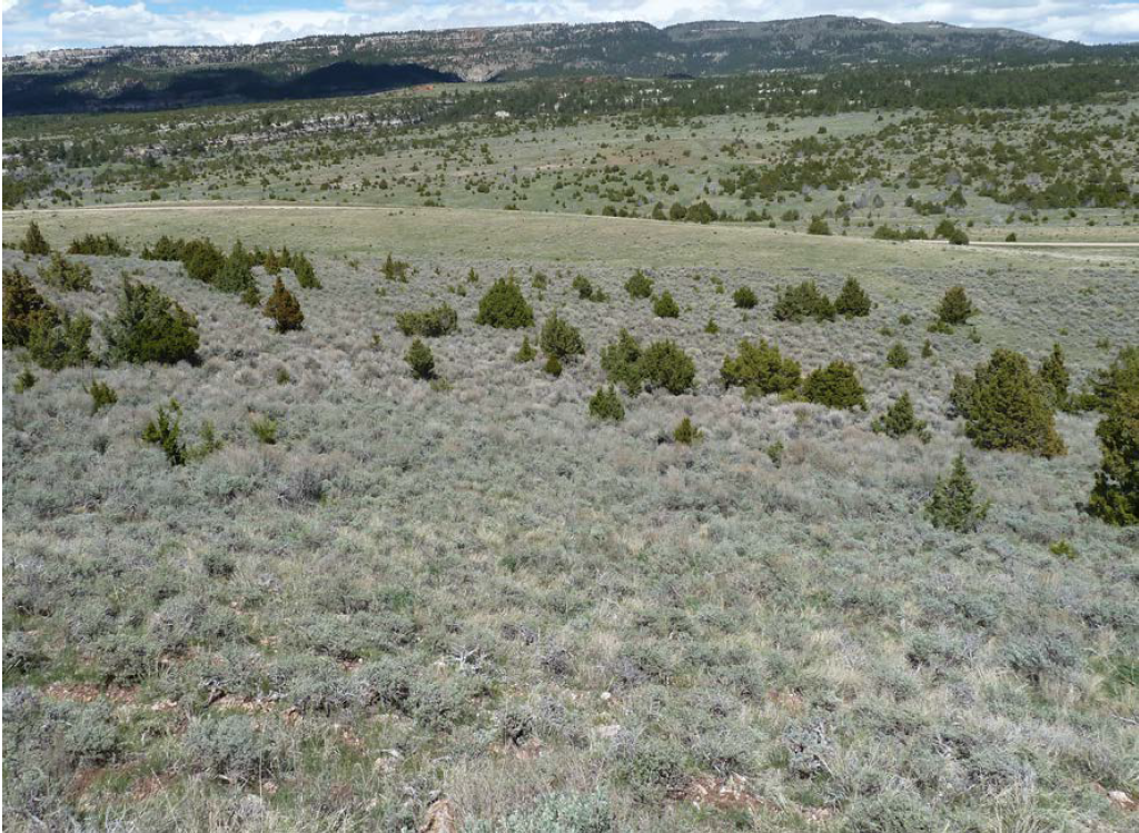 Rome Hill is pictured here before the juniper removal project. Juniper removal was a key part of restoring sagebrush near Rome Hill.