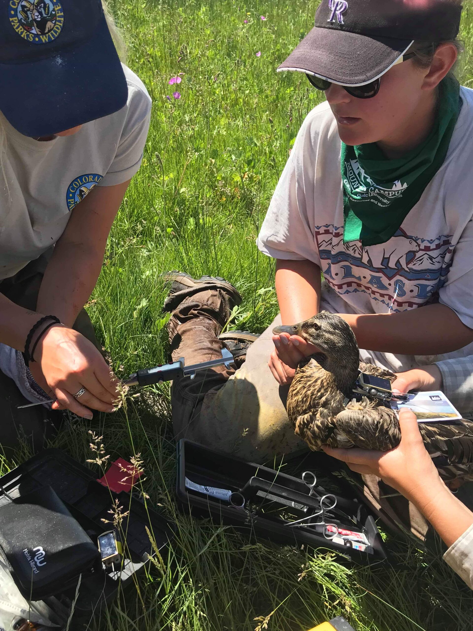 Two people measure a duck held by a third person.