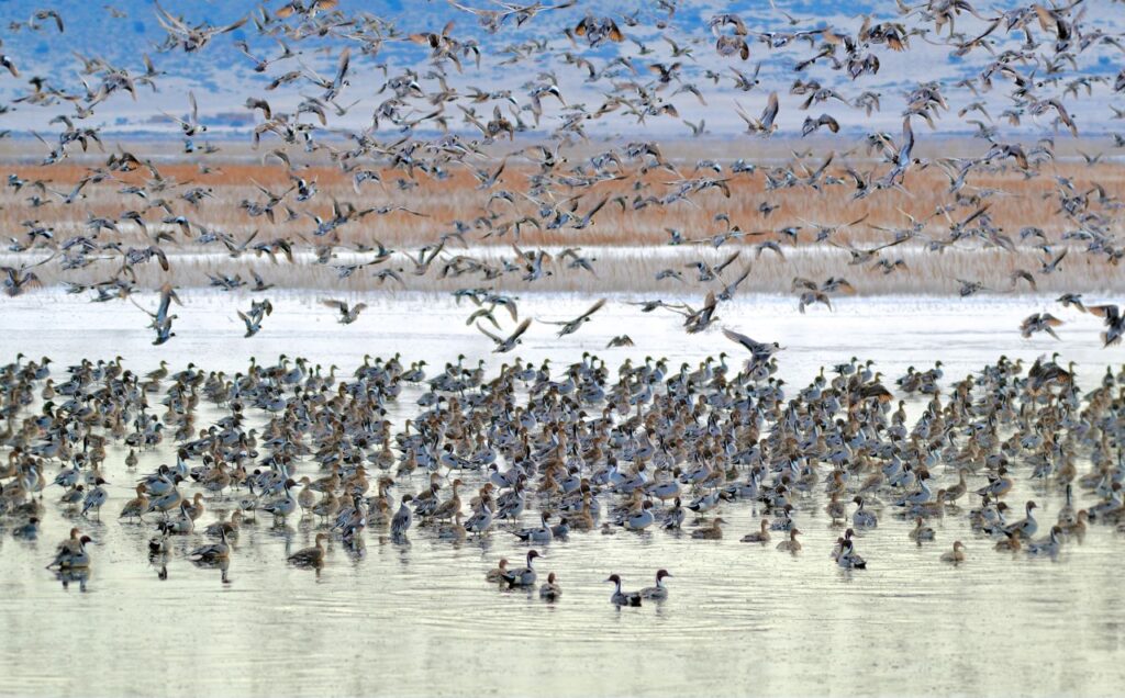 Hundreds of ducks on a wetland and in the air above it.