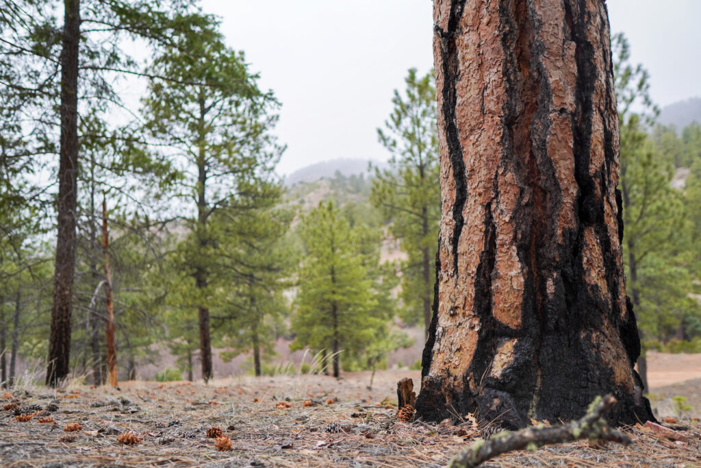 Ponderosa pine with burn scars in front of a dry forest