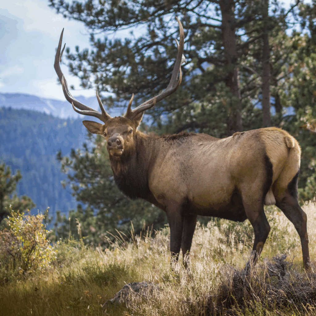 A large bull elk in a forest opening