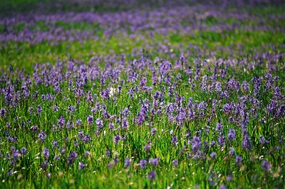 Camas blooming in Packer Meadows, Montana. 