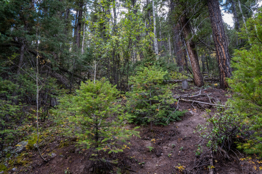 Dense forest as a result of fire supression