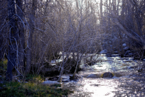 riparian area at sunrise with small creek