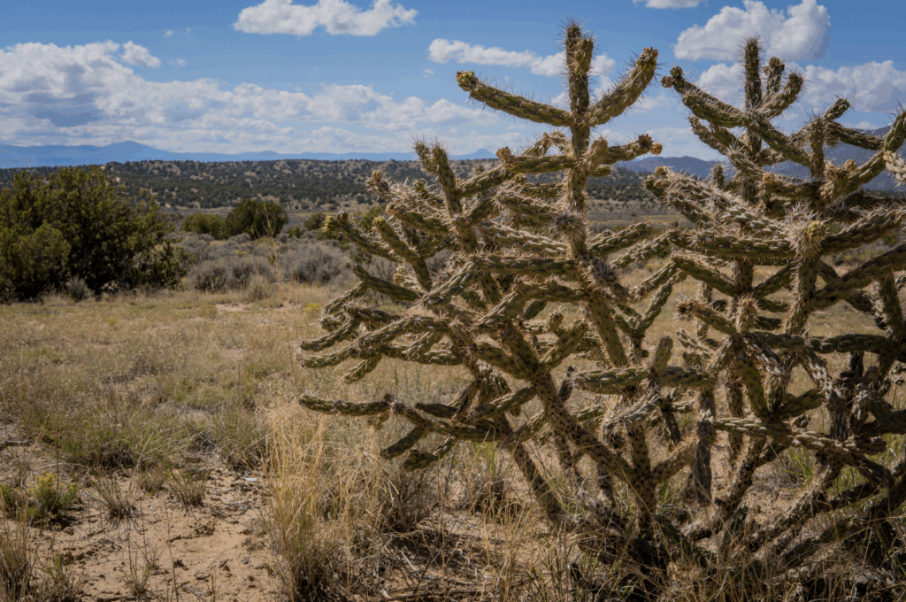 choya plant with juniper woodlands in background