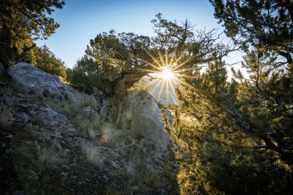 sunrise through juniper and pinyon pine in mixed conifer forest near Mogote
