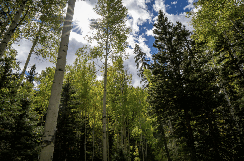 Aspen stands are encroached upon by conifers due to historic lack of fire.