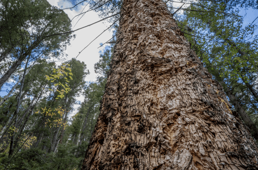 mature douglas fir tree in Notch Project area