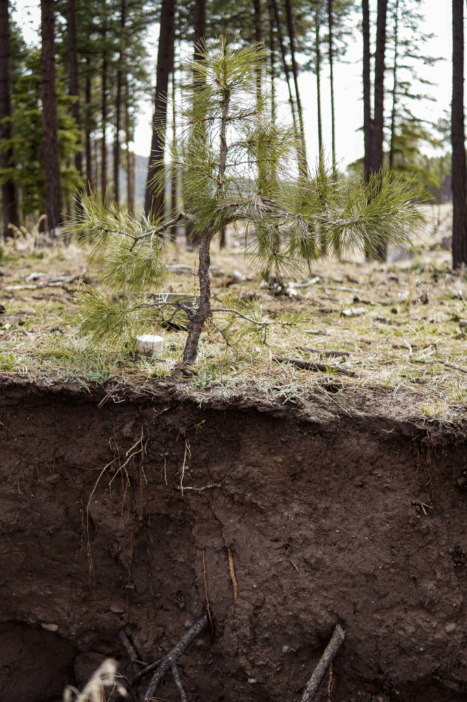 vegetation struggles to hold onto erroding soils