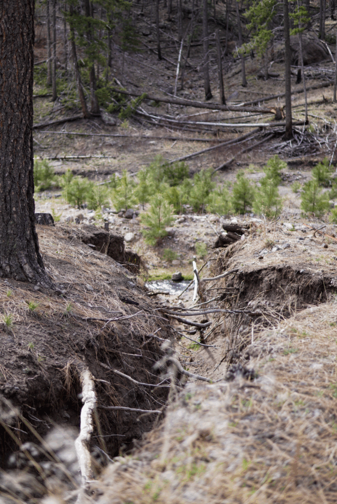 tree roots are exposed by wildfire-causes runoff events