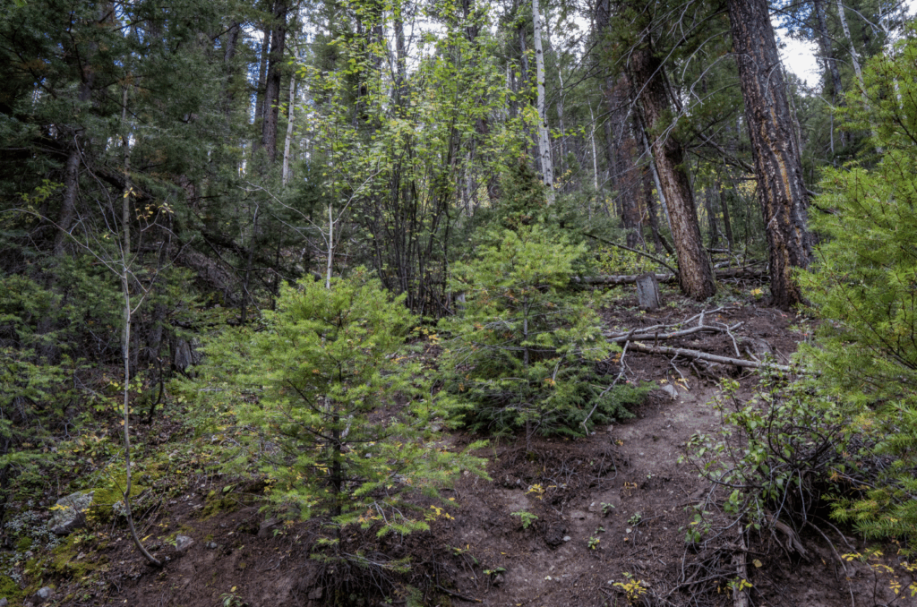 The Notch Project, supported by the CFLRP, is going to thin this 2,000-acre area to decrease forest pest presence and maintain healthy aspen and douglas fir.