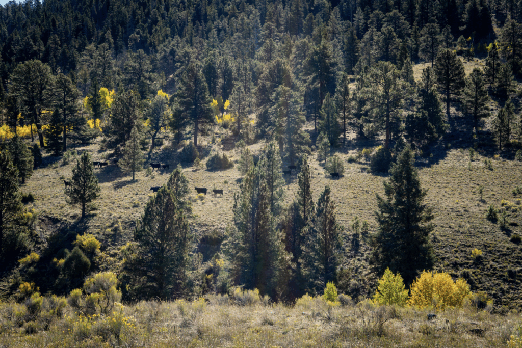 Cows graze across the Rio Grande National Forest