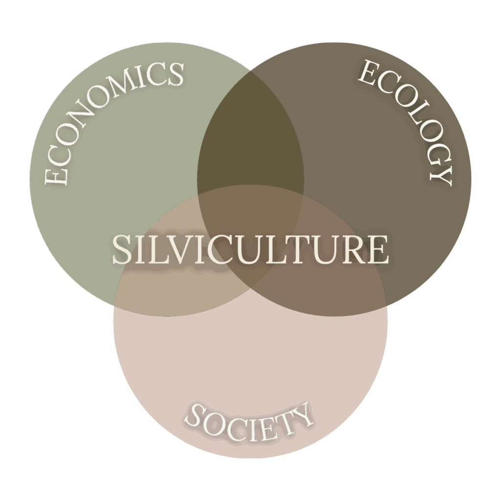 A Venn diagram showing silviculture as the overlap between economics, ecology, and society. 